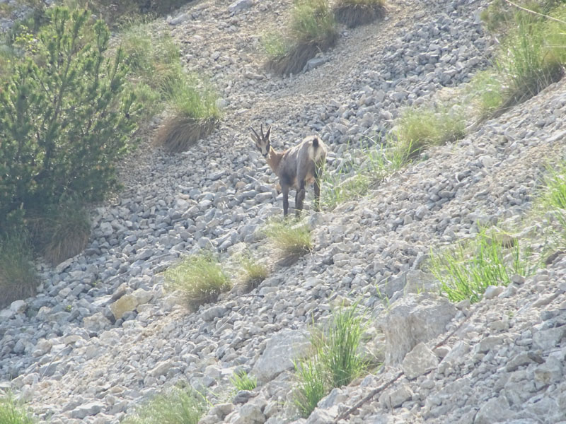 Rupicapra rupicapra.....dal Trentino Alto Adige